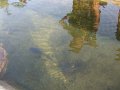DSCF5803