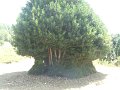 DSCF5956